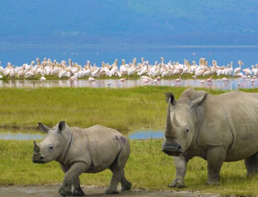 Image Travel Limited showing Rhinos and flamingos