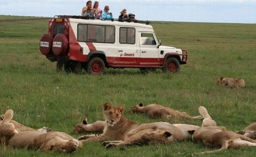 Pollman’s Tours & Safaris LTD showing tourists looking at the chilling lion
