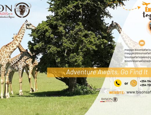 Bison Safaris Limited showings its logo and contact information