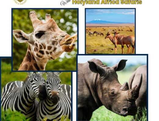 Holyland Africa Safaris showing pictures of giraffe, antelopes, zebras and rhino all in one