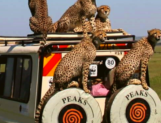 Peaks and Safaris Ltd showing leopards seated on the top of the tourists vehicle