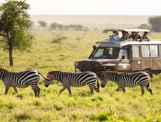 Safari Travel Plus showing tourists in a vehicle photographying zebras