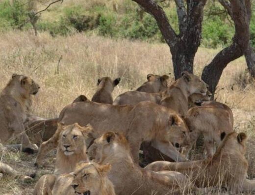 Top Cream Tours & Safaris showing lions