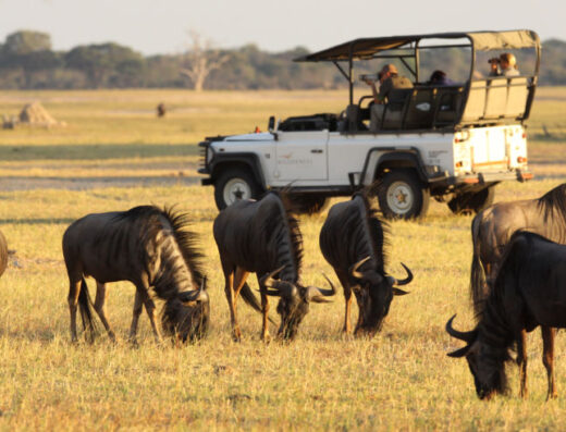 YourConcern Tours showing tourists and wildebeests whicha are grazing